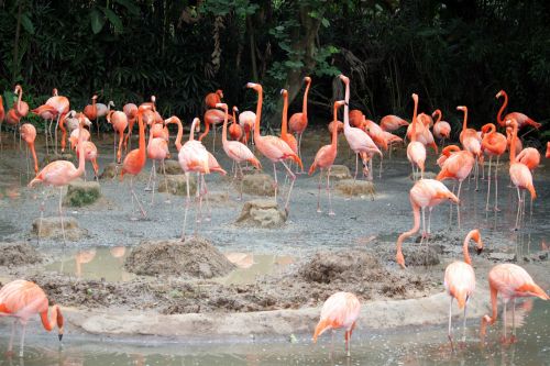 Flamingo,  Tvenkinys,  Singapūras,  Jurong,  Paukštis,  Parkas,  Flamingas Ant Tvenkinio