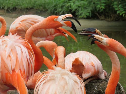 Zoologijos Sodas,  Flamingos,  Flamingo Oranžinė