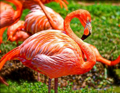 Flamingo,  Paukštis,  Plunksnos,  Oranžinė,  Rožinis,  Ilgas & Nbsp,  Kaklas,  Snapas,  Flamingo Tapyba