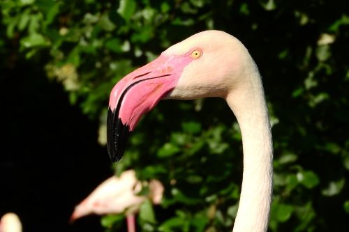 Flamingo Rožinė, Phoenicopterus Roseus, Flamingo, Snapas, Galva, Portretas, Prague Zoo