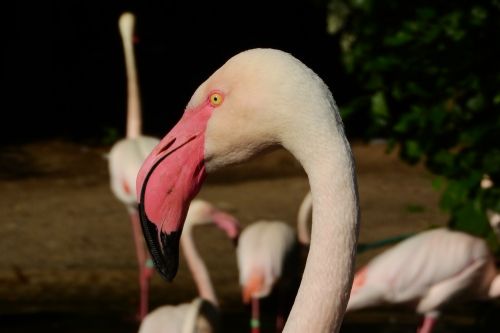 Flamingo Rožinė, Phoenicopterus Roseus, Flamingo, Snapas, Galva, Prague Zoo