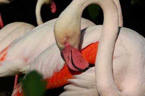Flamingo Rožinė, Phoenicopterus Roseus, Flamingo, Snapas, Valymas Yra, Plunksnoms Valyti