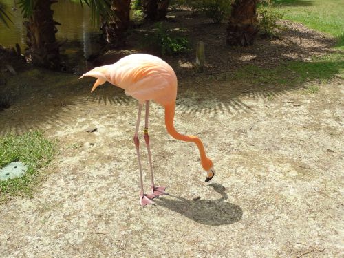 Flamingo,  Flamingos,  Paukštis,  Paukščiai,  Rožinis,  Atogrąžų,  Flamingo