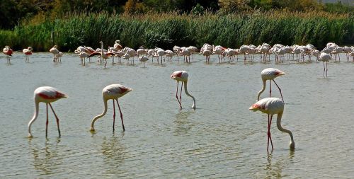 Flamingas, Paukščiai, Rožinis, Laukiniai, Laukinė Gamta, Egzotiškas, Gamta, Gyvūnai, Ganymas