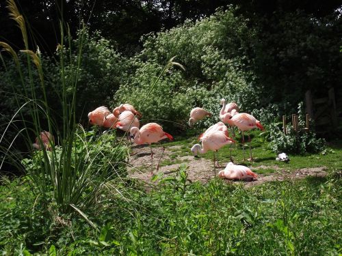 Flamingas, Gyvūnai, Zoologijos Sodas, Gamta, Paukštis, Laukinė Gamta