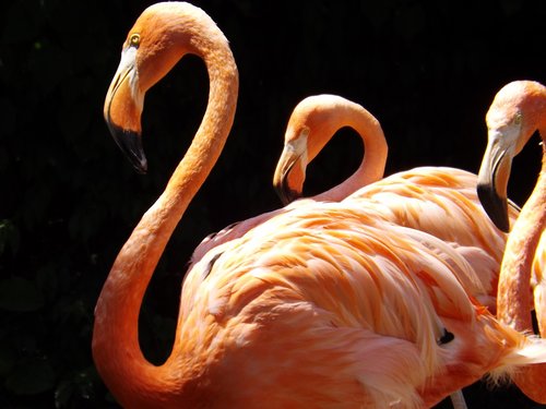 Flamingai,  Zoo,  Ir,  Pobūdį,  Paukštis,  Rožinis,  Plunksna,  Spalvinga,  Snapas,  Kaklo,  Gyvūnas,  Flamingas
