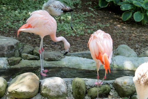 Flamingo,  Flamingos,  Gyvūnas,  Snapas,  Paukštis,  Rožinis,  Zoologijos Sodas,  Flamingos - 01