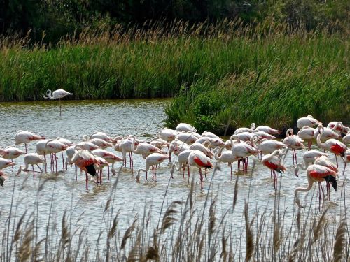 Flamingos, Ežeras, Laukinė Gamta, Grupė, Flock, Rožinis, Plumėjimas, Gyvūnai, Gamta, Rūšis