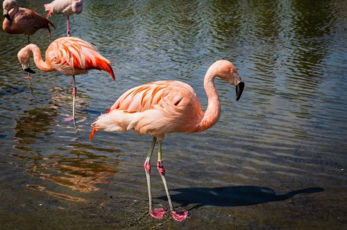 Flamingos, Paukščiai, Laukiniai, Laukinė Gamta, Egzotiškas, Vanduo, Rožinis, Plunksnos, Gamta