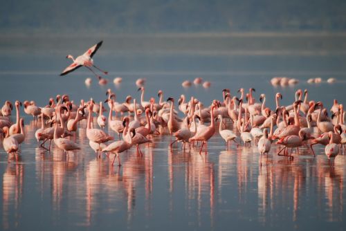Flamingos, Afrika, Laukinė Gamta, Paukštis, Gyvūnas, Laukiniai, Rožinis, Vanduo, Gamta, Safari, Parkas, Nacionalinis, Egzotiškas, Ežeras, Mėlynas, Grupė, Natūralus, Spalva, Gyvenimas, Fauna, Atogrąžų, Spalvinga, Plunksna