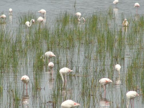 Flamingos, Gyvūnų Pasaulis, Vandens Paukštis