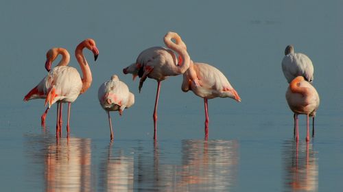 Flamingos, Paukščiai, Gyvūnai, Rožinis, Vanduo, Ežeras, Stovintis
