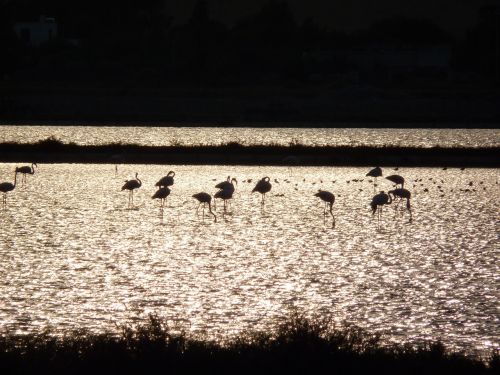 Flamingos, Flamingos Kaljaris, Gyvūnai, Saulėlydžio Gyvūnai