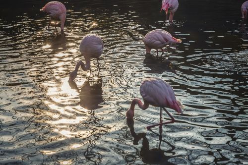 Flamingos, Flamingas, Paukštis, Vada, Phoenicopterus, Vanduo, Gyvūnas, Rožinis, Gamta, Laukiniai, Laukinė Gamta, Plunksna, Tvenkinys, Natūralus, Grupė