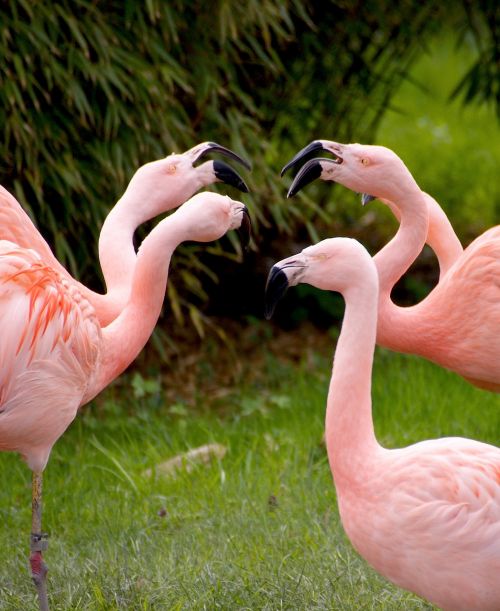 Flamingos, Paukščiai, Rožinis, Gyvūnai, Paukštis, Zoologijos Sodas, Vandens Paukštis, Sąskaitą, Gamta, Rožinis Flamingas, Egzotiškas, Stovintis, Bendrauti, Grupė, Dialogas, Pasikalbėti, Pasidalink Su, Draugystė, Komunikacija