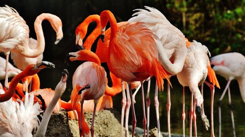 Flamingos, Paukščiai, Spalvinga, Tierpark Hellabrunn, Munich