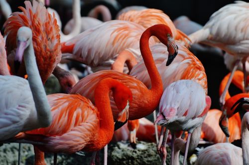 Flamingos, Paukščiai, Spalvinga, Tierpark Hellabrunn, Munich