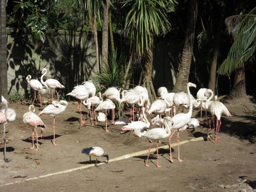 Flamingos, Paukščiai, Balta