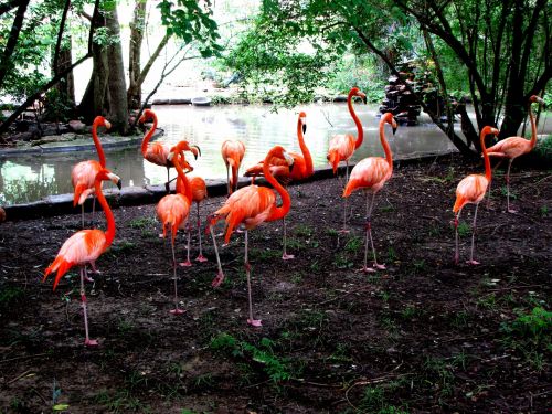 Flamingos,  Paukščiai,  Grupė,  Gamta,  Zoologijos Sodas,  Rožinis,  Flamingas