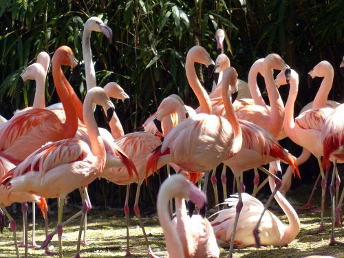 Flamingos, Paukščiai, Rožinis, Paukštis, Rožinis Flamingas, Plumėjimas