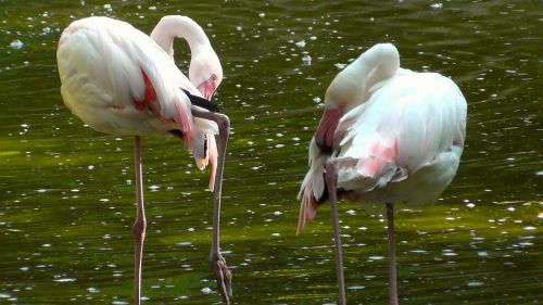 Flamingos, Paukščiai, Rožinis, Gyvūnas, Vandens Paukštis, Gyvūnų Pasaulis, Pinnate, Gamta, Rūšis, Laukinės Gamtos Fotografija, Pavasario Suknelė, Padaras
