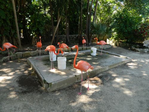 Flamingo,  Zoologijos Sodas,  Gyvūnas,  Rožinis,  Flamingas