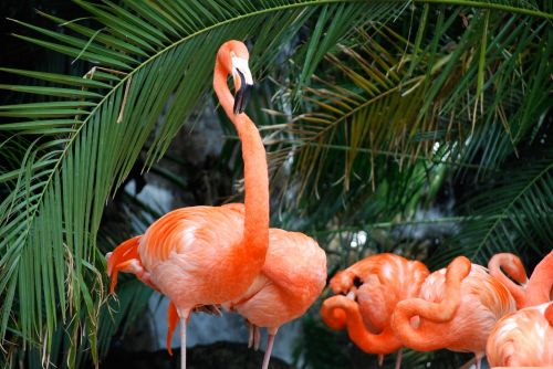 Paukščiai,  Flamingos,  Rožinis,  Flamingas
