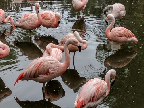 Flamingos,  Flamingo,  Rožinis,  Paukštis,  Paukščiai,  Flamingas
