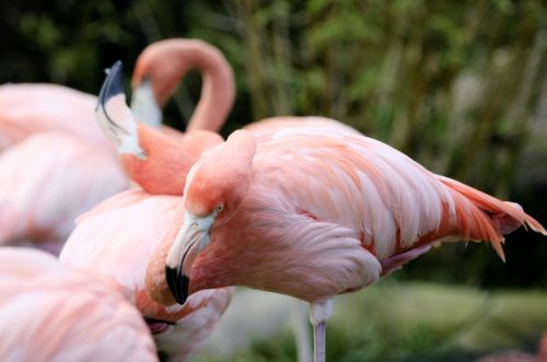 Flamingo,  Flamingos,  Rožinė & Nbsp,  Flamingas,  Paukštis,  Paukščiai,  Rožinis,  Gamta,  Laukinė Gamta,  Flamingas