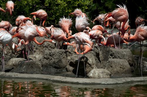 Flamingo,  Flamingos,  Rožiniai & Nbsp,  Paukščiai,  Paukštis,  Paukščiai,  Rožinis,  Laukinė Gamta,  Plunksnos,  Flamingas