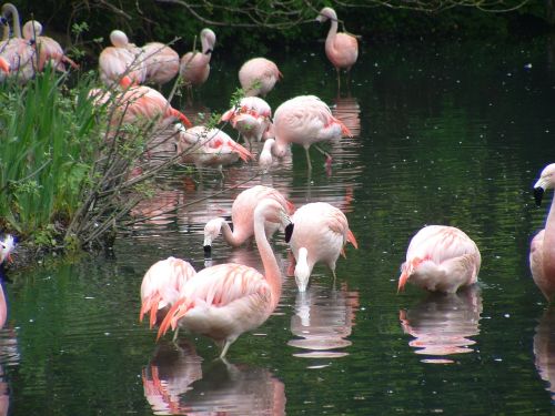 Flamingos, Zoologijos Sodas, Dublino Zoologijos Sodas, Laukiniai, Paukštis