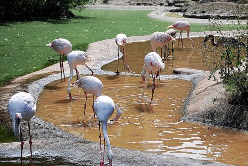 Flamingos, Grupė, Zoologijos Sodas, Laukinės Gamtos Fotografija, Vandens Paukštis
