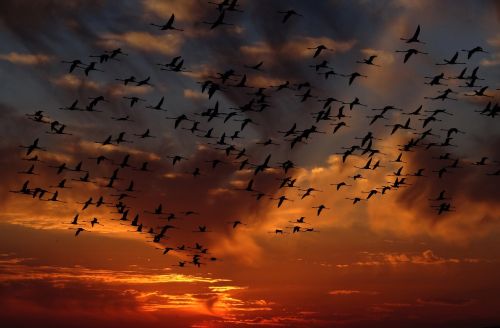 Flamingos, Swarm, Paukščiai, Gamta