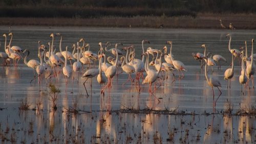 Flamingos, Gamta, Paukščiai
