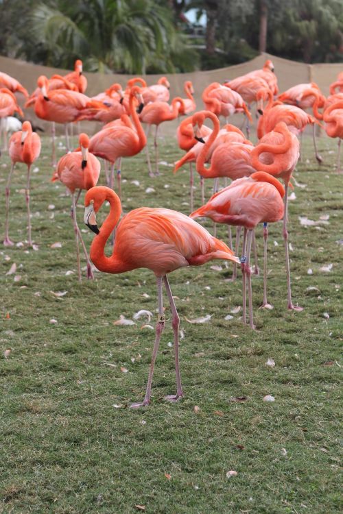 Flamingos, Rožinis, Flock, Paukštis, Kojos