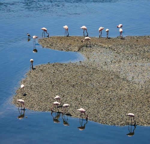 Flamingos, Vanduo, Mėlynas, Fauna, Paukštis, Ilgaplaukis, Pelkė, Maitinimas