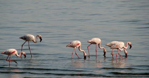 Flamingos, Paukščiai, Paukštis, Ilgos Kaklo, Rožinis, Pelkė, Fauna