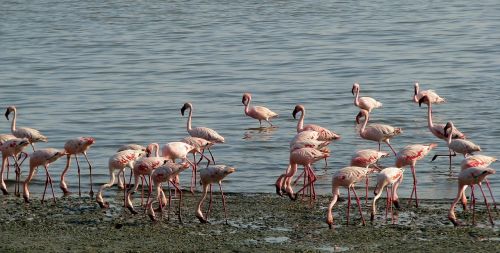 Flamingos, Mažesnis, Flock, Fauna, Paukštis, Rožinis, Pelkė, Maitinimas