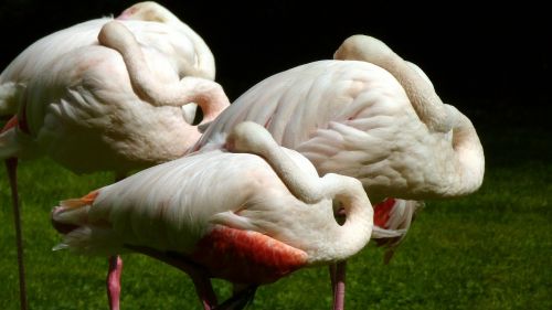 Flamingos, Rožinis Flamingas, Vandens Paukštis, Paukštis, Nemokamai, Zoologijos Sodas