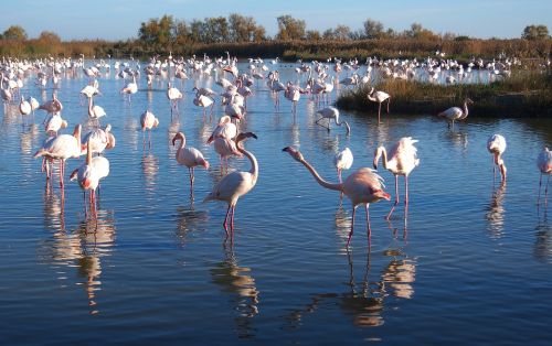 Flamingos, Gamta, Paukštis, Camargue