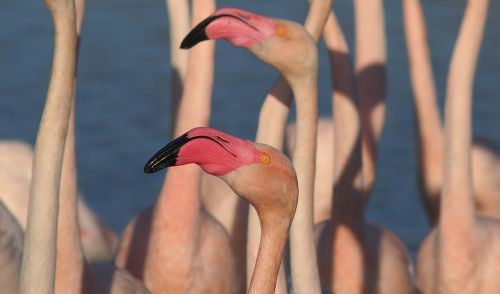 Flamingos, Paukščiai, Gamta, Iš Arti
