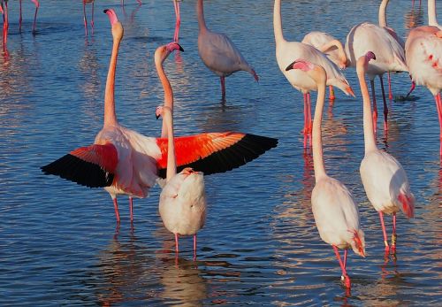 Flamingos, Spalva, Paukščiai, Plumėjimas, Gamta