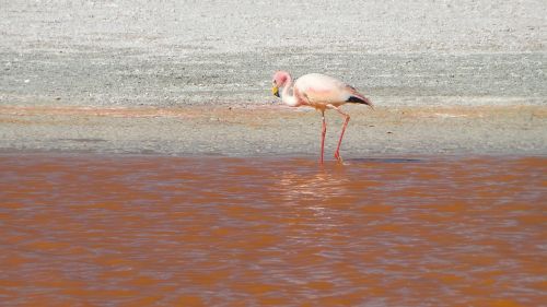 Flamingos, Bolivija, Uyuni, Potosí