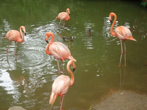 Flamingos, Paukščiai, Gamta, Gyvūnų Pasaulis, Ežeras, Gyvūnas
