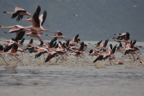 Flamingos, Skraidantis, Skrydis, Paukščiai, Rožinis