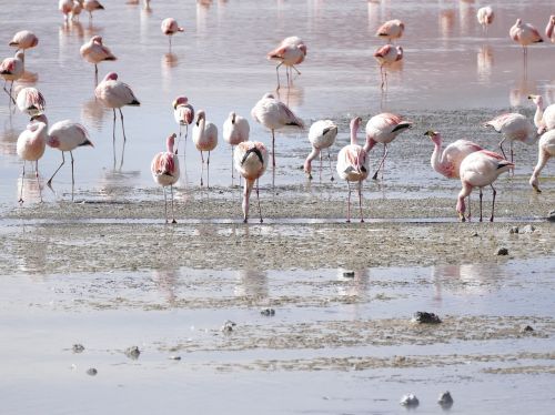 Flamingos, Lagūnas, Bolivija