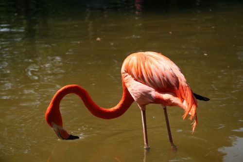Flamingos, Paukštis, Gyvūnai, Zoologijos Sodas