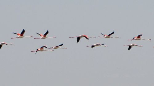 Flamingos, Rožinis Flamingas, Flamingo, Vandens Paukštis, Paukštis, Skrydžio Metu