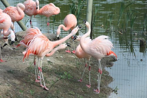 Flamingos, Czerwonaki, Czerwonakowate