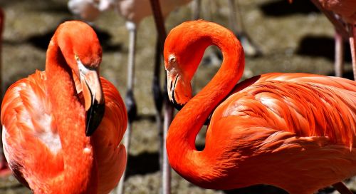 Flamingos, Paukštis, Spalvinga, Oranžinė, Plumėjimas, Paukščiai, Tierpark Hellabrunn, Munich